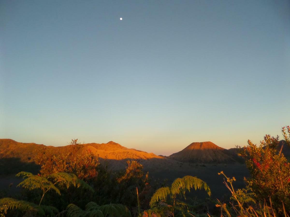 Tengger Indah Homestay Bromo Exteriör bild